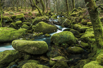 Ancient woodland with old trees and stones covered in moss.