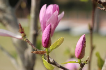 モクレンの花