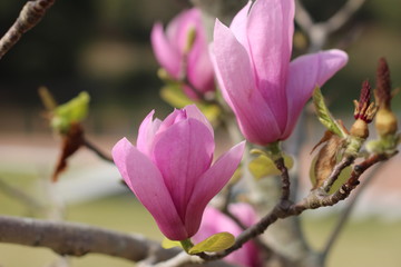 モクレンの花