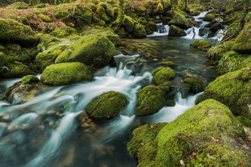 Fototapeta premium Fast flowing stream in ancient forest