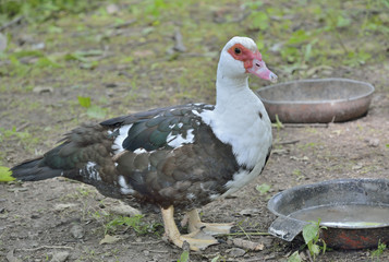Musk duck 16