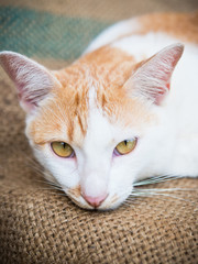 close up of face thai cat