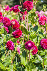 Obraz premium Beautiful dahlias in the garden. Sunny day.