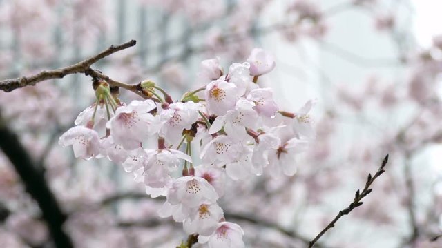Raindrops on full blooming Somei Yoshino cherry blossoms in central Tokyo.