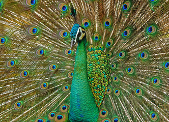 Obraz premium Portrait of beautiful peacock with feathers out