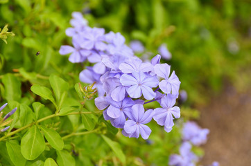 flowers violet nature background color green group wallpaper