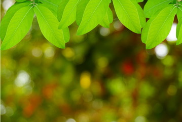 Fototapeta na wymiar Natural green leaves with blur bokeh and space for text, spring or ecology background