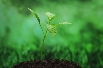 Young sprout on the green background 