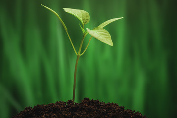 Young sprout on the green background 