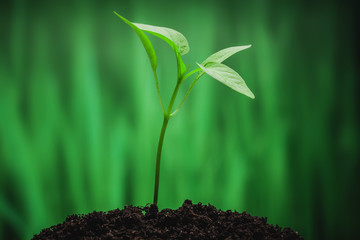 Young sprout on the green background 