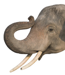 head of elephant on white background