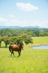 Horse in farm coutryside of NSW