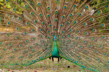 Obraz premium Portrait of beautiful peacock with feathers out