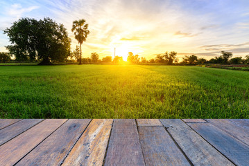 Rice field with vintage style wooden floor perspective in morning.