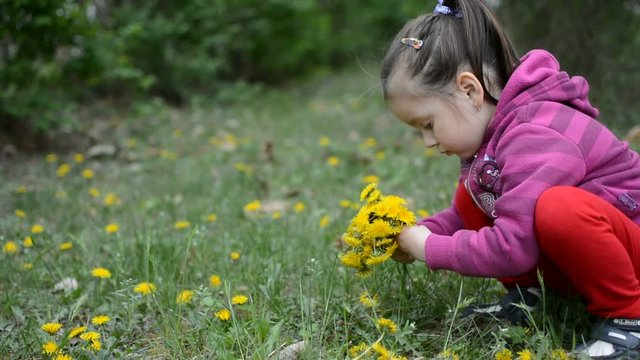 Маленькая девочка срывает цветы одуванчика.