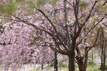 Petals scattered cherry blossoms