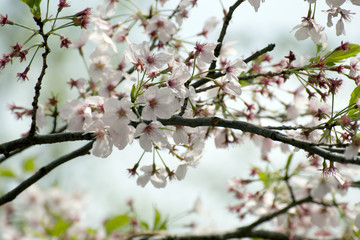 Petals scattered cherry blossoms