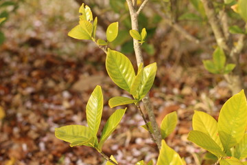 クチナシの新芽