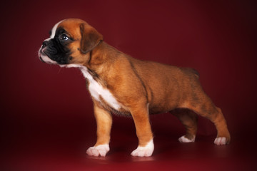 Purebred red boxer puppy standing