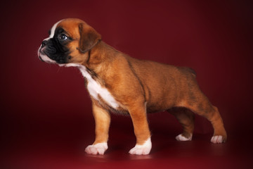 Obraz premium Purebred red boxer puppy standing