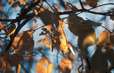Autumn leaves on evening sun