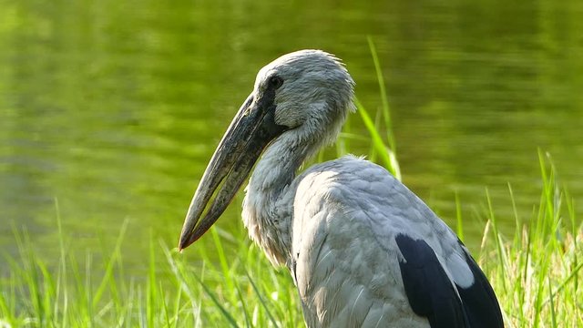 Asian openbill stork (Anastomus oscitans) in lake.