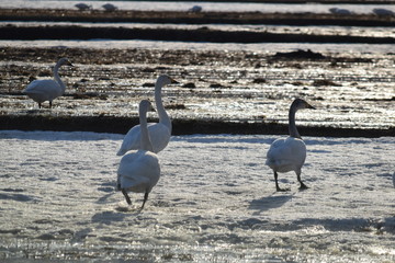 田んぼにいる白鳥の群れ