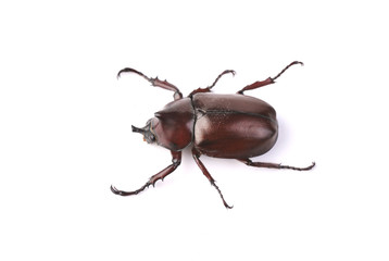 Fighting Beetle isolated on white background
