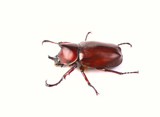 Fighting Beetle isolated on white background