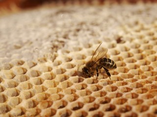pszczoła na plastrze
