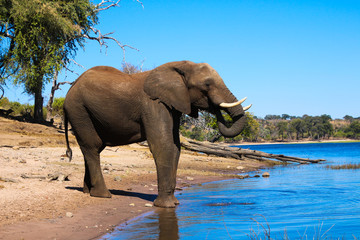 Fototapeta na wymiar Elephant in the Chobe