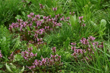 Jasnota purpurowa © fotodrobik
