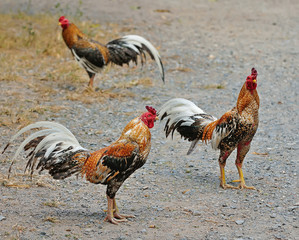 A brightly colored cockerel in a field in springtime
