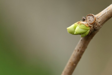 Pędy winogronu © fotodrobik