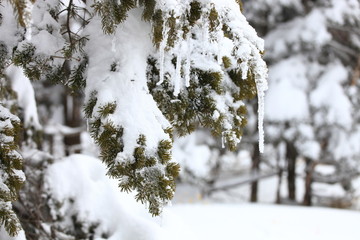 雪山のつらら