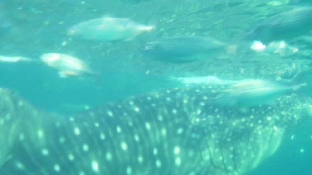 Whale shark swims slowly in search of plankton