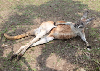 アカカンガルー