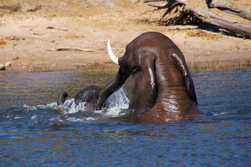 Elephant in the Chobe