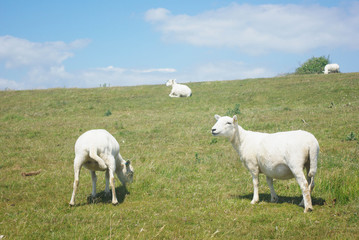 Seaford Sheep