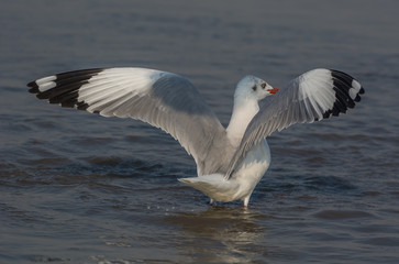 Fototapeta na wymiar Black Headed gull with its wings spread and water as the background