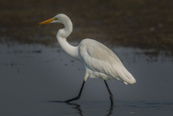 Great Egret bird walking on the water
