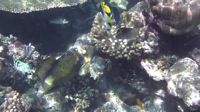viele Fische (Dr&uuml;ckerfisch, Keilfleck-Falterfisch, Hardwicks Lippfisch) schwimmen in einem Korallenriff