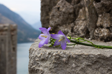 mountain wild flowers