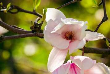 Gartenposter Magnolie Magnolienblüten auf verschwommenem Hintergrund