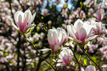 Obraz na płótnie Canvas magnolia flowers on a blury background