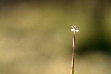 water drop on a blade of grass and reflection in it
