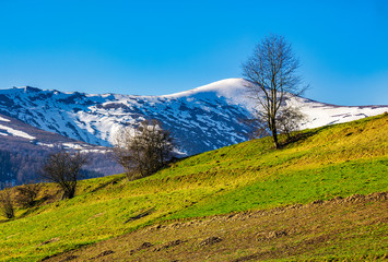snowy tops of carpathians in spring