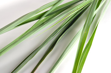 Obraz premium Lemon grass isolated on white background