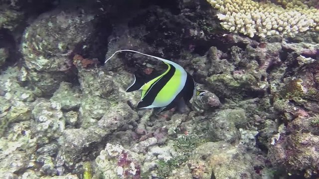 ein Halfterfisch schwimmt in einem Korallenriff