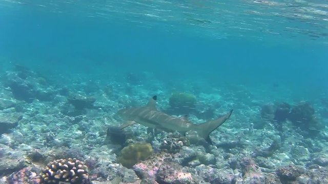 ein Schwarzspitzen-Riffhai schwimmt in einem Korallenriff